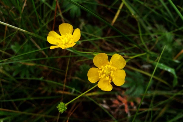 Ranunculus acris - weiland boterbloem, lange boterbloem, gemeenschappelijke boterbloem, gigantische boterbloem — Stockfoto