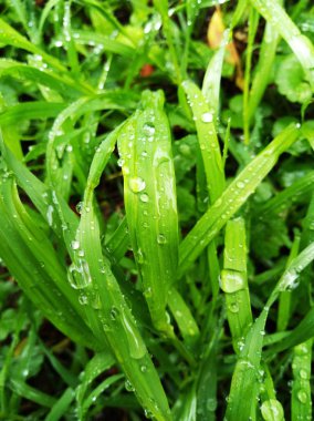 Nemli çayır şafakta. Çim kesiciler üzerinde su damlaları