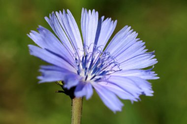 Yeşil yaprakları ile vahşi Violet. Yaz aylarında bahçe