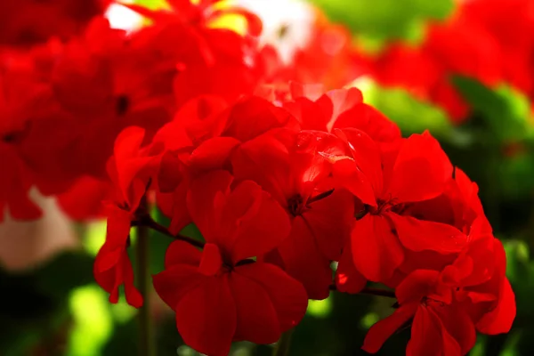 Κόκκινα Γεράνια Όμορφα Κόκκινα Λουλούδια Στον Κήπο Μια Όμορφη Ηλιόλουστη — Φωτογραφία Αρχείου