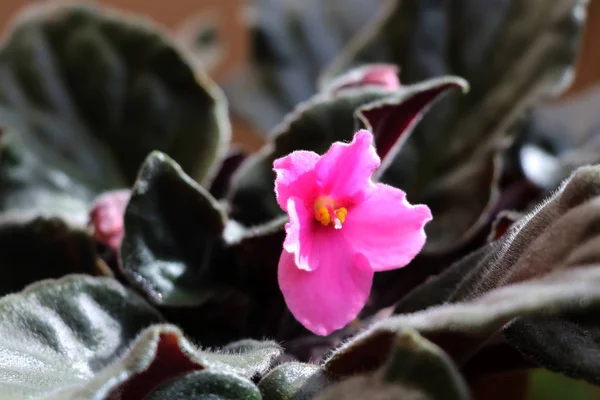 Roze African Violet Met Achtergrond Wazig Bloem — Stockfoto