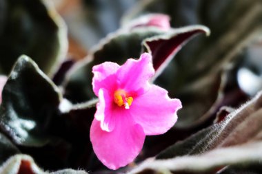 Pembe African violet ile arka plan bulanıklık. Çiçek