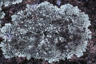 resmin açık doku arka plan serisi moss ve taş .