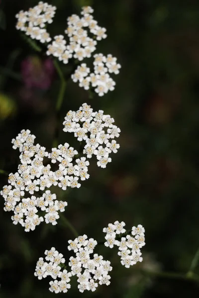수있는 Achillea Millelefliumwhite 위에서 꽃들은 잔디에 꽃들의 배경으로 가까이 — 스톡 사진