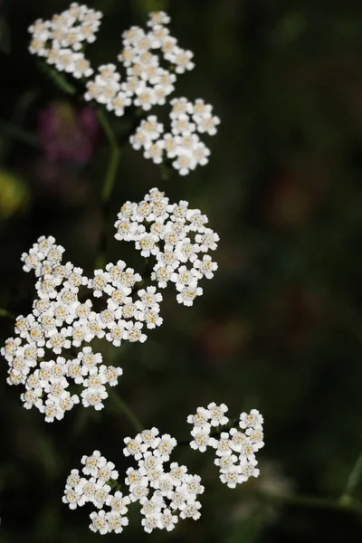 Achillea Millefoliumwhite Flowers Close Top View Floral Background Green Blurred — Zdjęcie stockowe