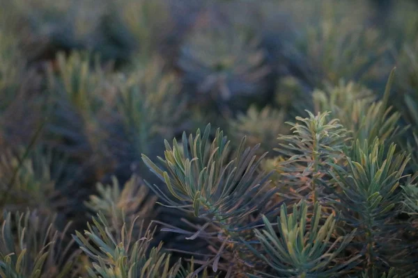 Abstract Closeup Photo Pinyon Pine Needle Clusters — Stock Photo, Image