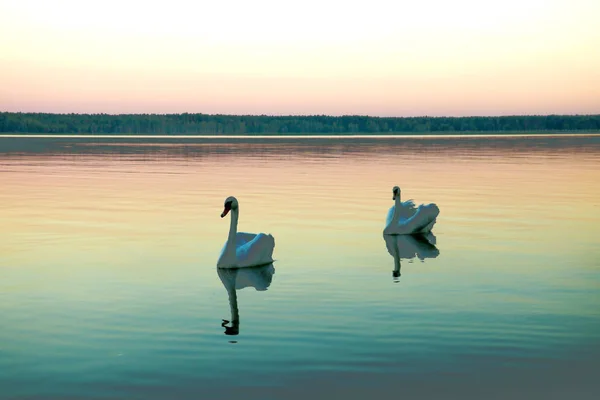 Dos cisnes negros de cygnus atratus flotando en un lago inmóvil al atardecer —  Fotos de Stock