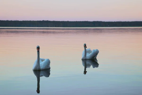 Hermosos cisnes nadan en el lago durante el atardecer, espacio libre . —  Fotos de Stock
