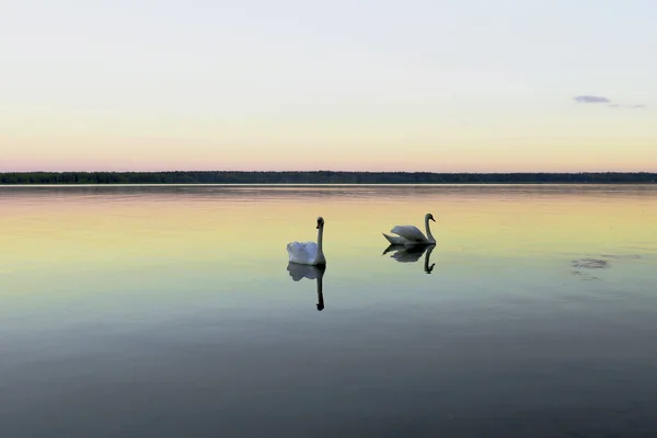 Arte Hermoso Dos Cisnes Blancos Lago —  Fotos de Stock
