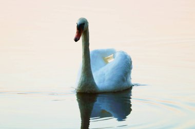 Güneşli bir günde mavi göl suyunda kuğu gölette kuğu, doğa serisi..