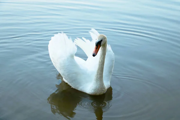 Schöner weißer Schwan auf der Wasseroberfläche. Cygnus olor. — Stockfoto