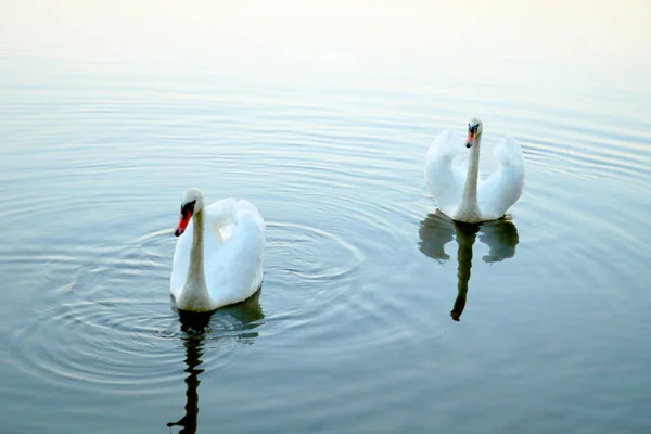 Dos cisnes blancos flotan en el agua en el parque —  Fotos de Stock