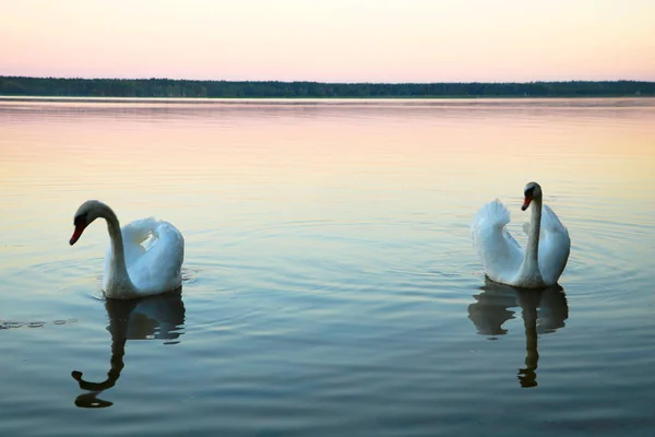 Cisnes blancos en un lago azul. Hermoso cisne blanco con la familia en el lago de cisne, romance —  Fotos de Stock