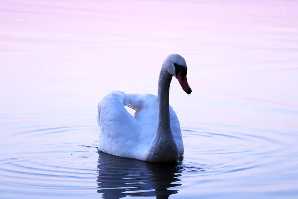 Cisne en el agua azul del lago en el día soleado, cisnes en el estanque, serie de la naturaleza —  Fotos de Stock
