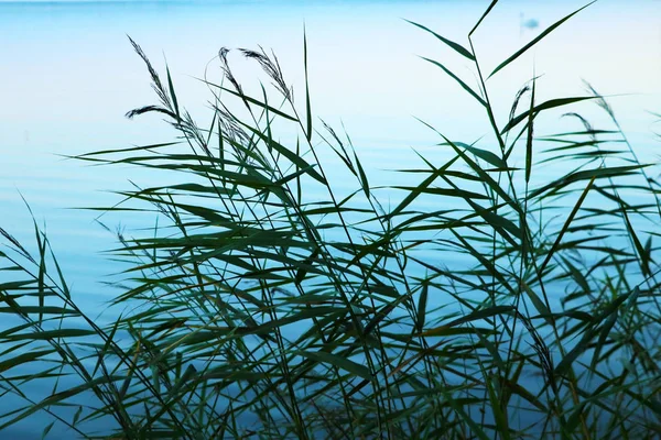 Reeds verdes jovens no lago na hora do pôr do sol — Fotografia de Stock