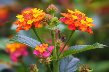 Güzel Renkli Çalı Çiçeği, Ağlayan Lantana, Lantana Camara Linn.