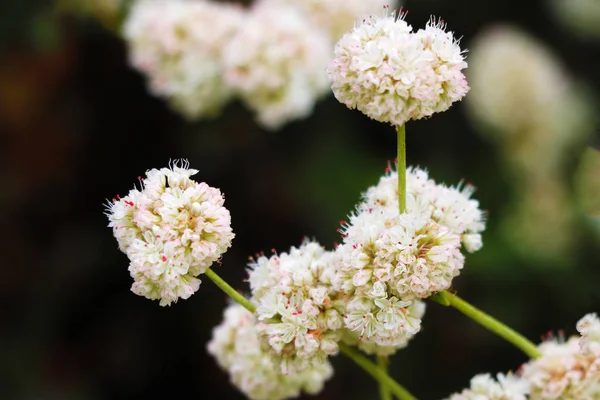 Hierba Silvestre Medicinal Yarrow Achillea Millefolilium Planta Durante Floración Primer —  Fotos de Stock