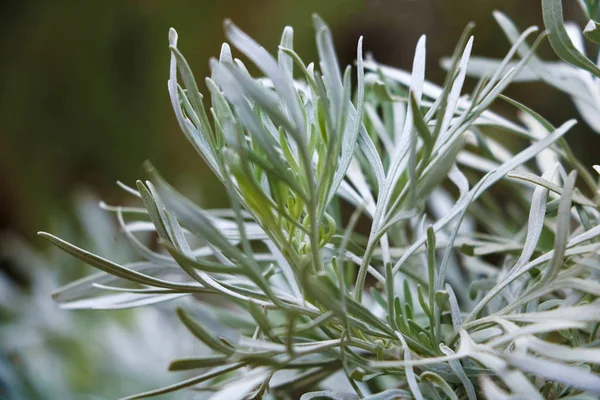 Gran Aderezo Hoja Artemisia Tridentata Comúnmente Utilizado Medicina Herbal — Foto de Stock