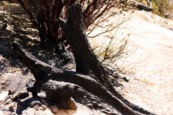 Detalhe Uma Árvore Queimada Depois Arbusto Visto Califórnia — Fotografia de Stock