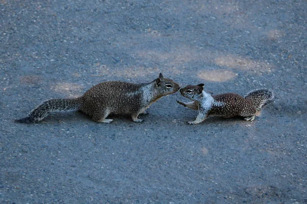 Gri Sincap Bir Parça Parkta Öpüşme — Stok fotoğraf