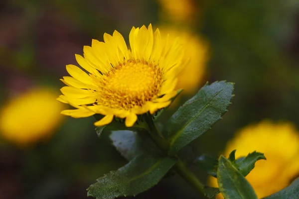 Heller Sommerhintergrund Mit Wachsenden Blumen Calendula Ringelblume — Stockfoto