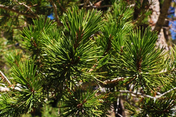 Nahaufnahme Eines Kiefernzweiges Nadelbäume Einem Baum — Stockfoto