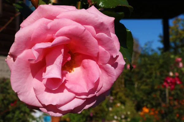Bela Rosa Rosa Botão Perto Jardim — Fotografia de Stock