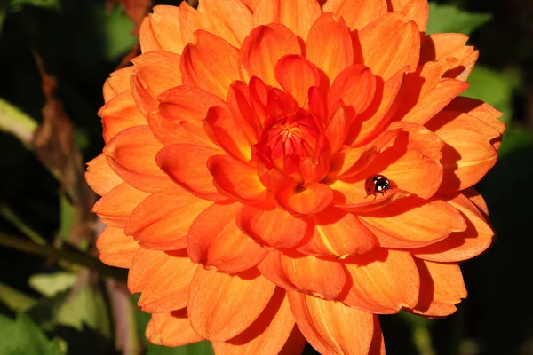 Färgglad Dahlia Blomma Med Liten Insekt — Stockfoto