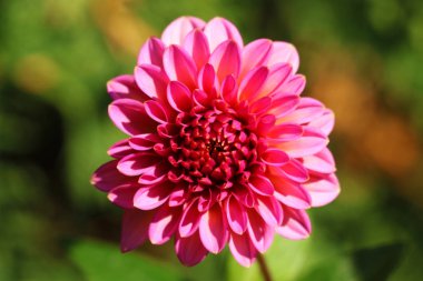 Dahlia çiçeği. Bir bahçe dahlias, scarlet kankayız.