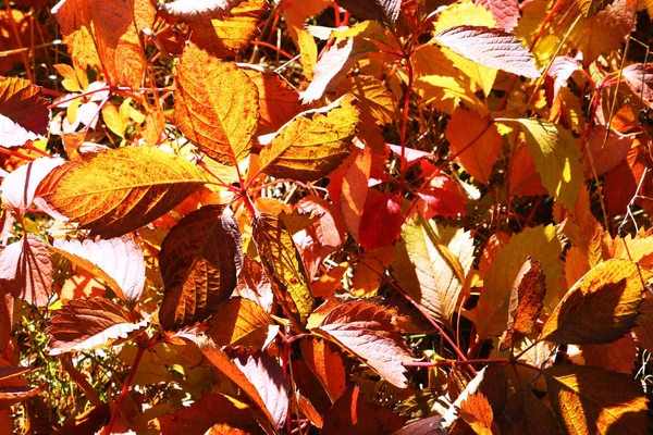 Belles Feuilles Jaunes Rouges Par Une Journée Ensoleillée Fond — Photo