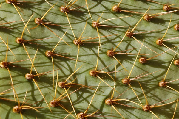 Close View Cactus Needles Organikus Háttér Létrehozása — Stock Fotó