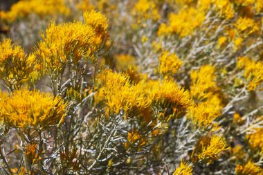 Güneşli bir günde sarı çiçek tarlası manzarası