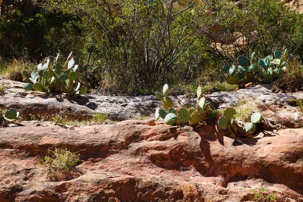 Vista Cactos Crescendo Rochas Arizona Dia Ensolarado — Fotografia de Stock