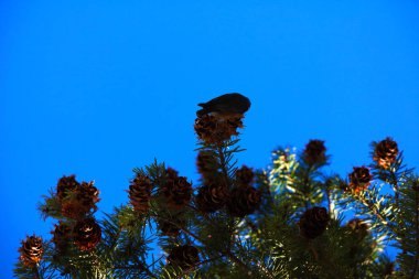 Mavi gökyüzüne karşı çam dalları ve koni manzarası