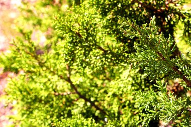 Detaydır Sequoiadendron giganteum Dev sequoia, dev sekoya, Sierra redwood, Sierran sekoya veya Wellingtonia cins Sequoiadendron tek canlı türleri