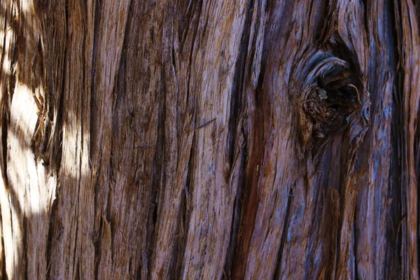 Singola Sequoia Gigante Nella Foresta Sequoia Gigante Ravvicinata Sequoiadendron Giganteum — Foto Stock