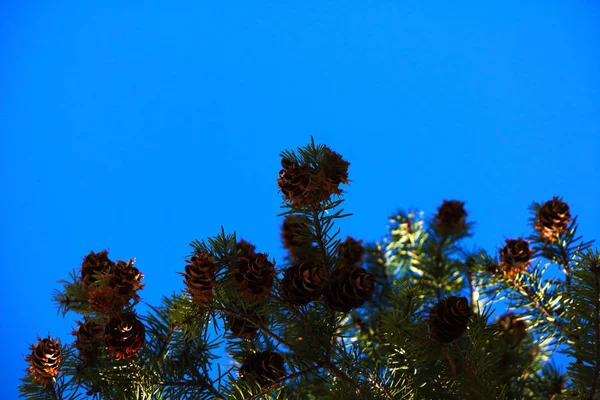 Ramo Pinho Com Muitos Cones Agulhas Verdes Contra Céu Azul — Fotografia de Stock