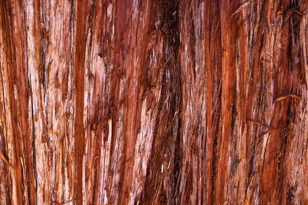 Trama Della Corteccia Una Giovane Sequoia Costiera Sequoia Sempervirens Sfondo — Foto Stock