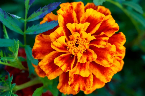 Red Marigold Ένα Παρτέρι Στον Κήπο Κοντινό — Φωτογραφία Αρχείου