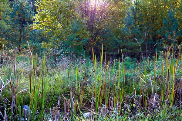 Blick Auf Die Büsche Hintergrund Der Bäume Einem Klaren Tag — Stockfoto