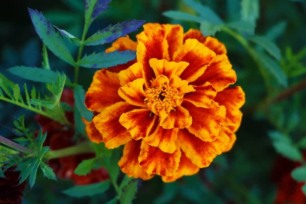 Red Marigold Ένα Παρτέρι Στον Κήπο Κοντινό — Φωτογραφία Αρχείου