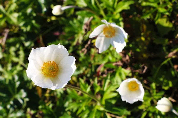 春や夏の庭の白い花の閉鎖 — ストック写真