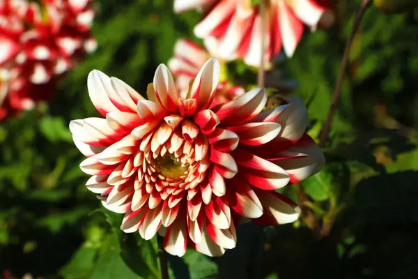 Dahlior Flera Färger Som Pollenizing — Stockfoto