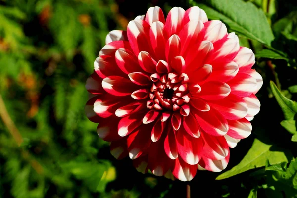 Dahlia flower Pink Dahlia flower. light pink flower. copy and space