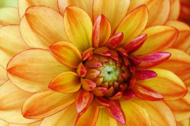Yıldız çiçeğinin adı, Stadt Spremberg Dahlia bahçesinde Baden Baden lichtentaler sokağının yanında.