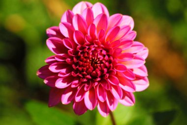Kırmızı dahlia. Gri bir arka plan ile güzel kırmızı çiçek açan dahlia. Kırmızı Yıldız çiçeği ayçiçeği ailesinden bitki bitki cinsidir. Kırmızı dahlia ile 8 Mart için sarı orta görünümü Kapat