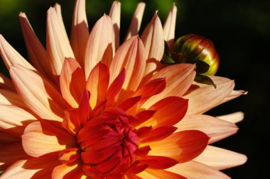 Dahlia çiçeği, yaz manzarası, makro, güzel çiçek, taç yapraklarını kapat, yeşil çimenlerin üzerindeki pembe ve sarı çiçek bulanık arka plan