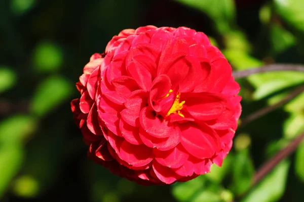 Κόκκινο Λουλούδι Dahlia Κοντινή Εικόνα Λουλούδι Dahlia — Φωτογραφία Αρχείου