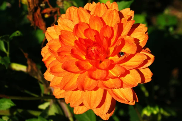 Dahlia Flor São Coloridos Laranja — Fotografia de Stock