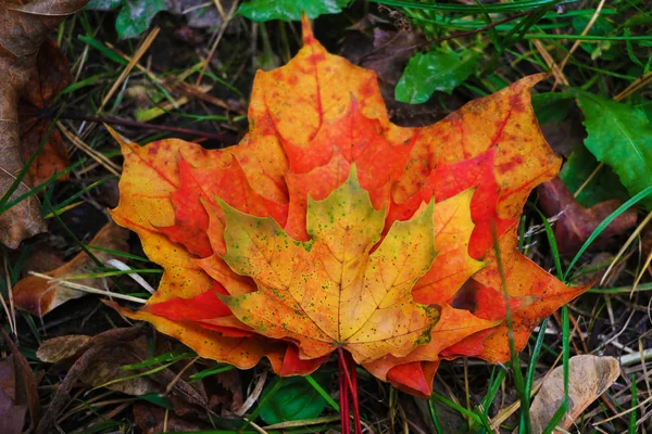 Autumn leaves are hollow beautiful. Leaves lie on the ground